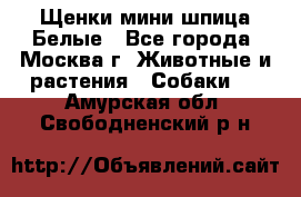 Щенки мини шпица Белые - Все города, Москва г. Животные и растения » Собаки   . Амурская обл.,Свободненский р-н